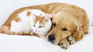 Cat and dog resting together.