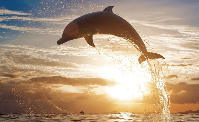 delfino-salto