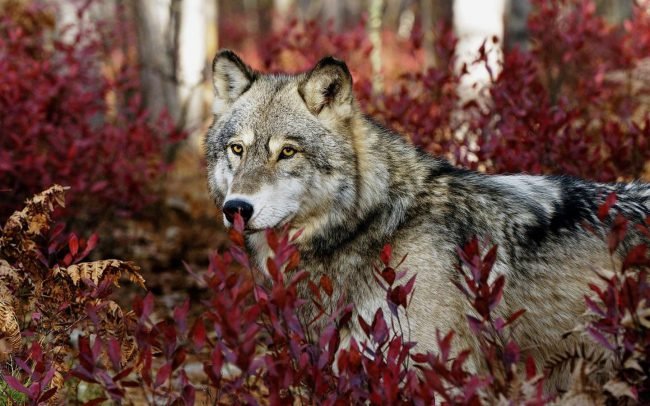 lupo-foglie-rosse